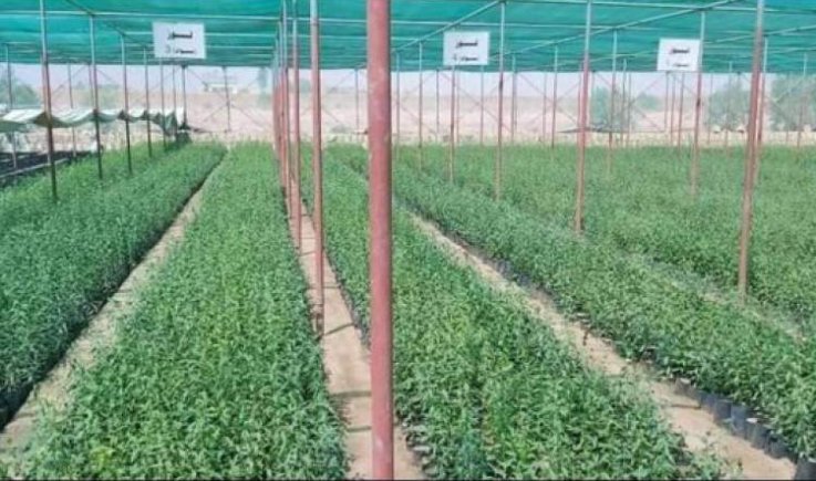 صعدة تدشن مشروع إحلال أشجار اللوز بدل القات