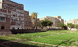 افتتاح معرض زراعي للمشاتل المدرسية بصنعاء