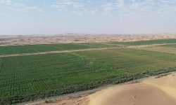 علماء يحولون رمال الصحراء إلى تربة خصبة
