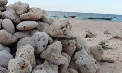 الإمارات تسرق مئات الأطنان من أحجار الشعاب المرجانية من سقطري