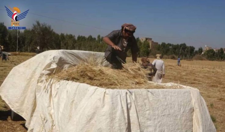 تدشين موسم حصاد محصول القمح بتجربة التقطير في بني حشيش