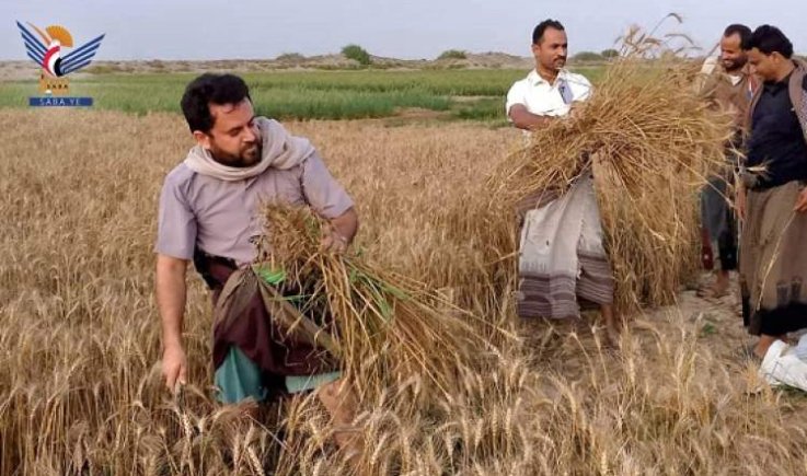 تدشين موسم حصاد القمح في مديرية اللحية بمحافظة الحديدة