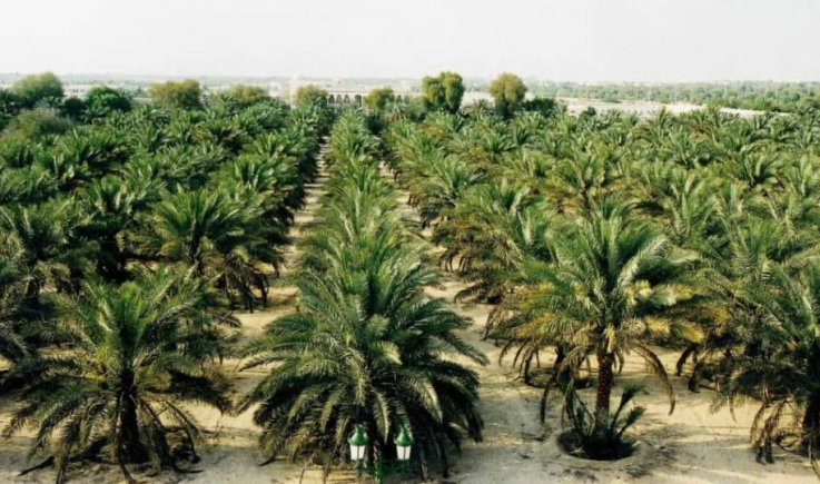زراعة النخيل في تهامة.. تحديات وآفاق التحول نحو الاكتفاء الذاتي