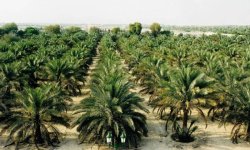 زراعة النخيل في تهامة.. تحديات وآفاق التحول نحو الاكتفاء الذاتي