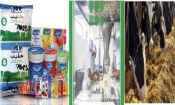 قطاع الألبان في اليمن .. من "معجزة" الدعم إلى "تحدي" الاستدامة!