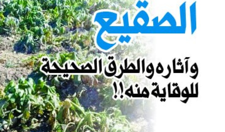 الصقيع (الضريب) .. آثاره والطرق الصحيحة للوقاية منه!!