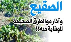 الصقيع (الضريب) .. آثاره والطرق الصحيحة للوقاية منه!!