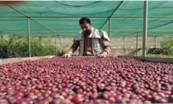 جبل الشرق تدشّن مركز متخصص لتطوير وتسويق البن