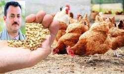 الأمن الغذائي والاكتفاء ا\لذاتي يعني تخفيض فاتورة الاستيراد