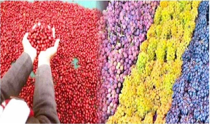 القطاع الزراعي في اليمن.. تحولات استراتيجية نحو الاكتفاء الذاتي